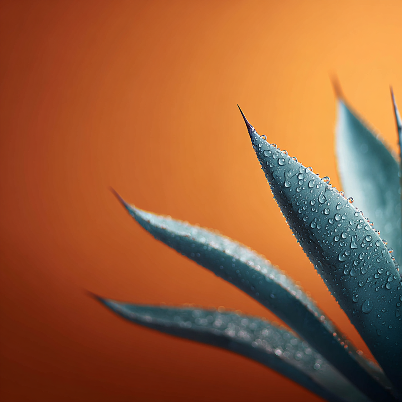 100% Organic Blue Agave Inulin